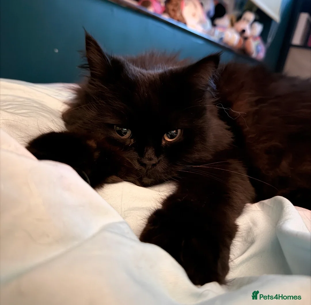 Mixed Breed cats for sale: Bonded Pair Teddy & Loki 🖤 Only to the Best Home - Advert 3