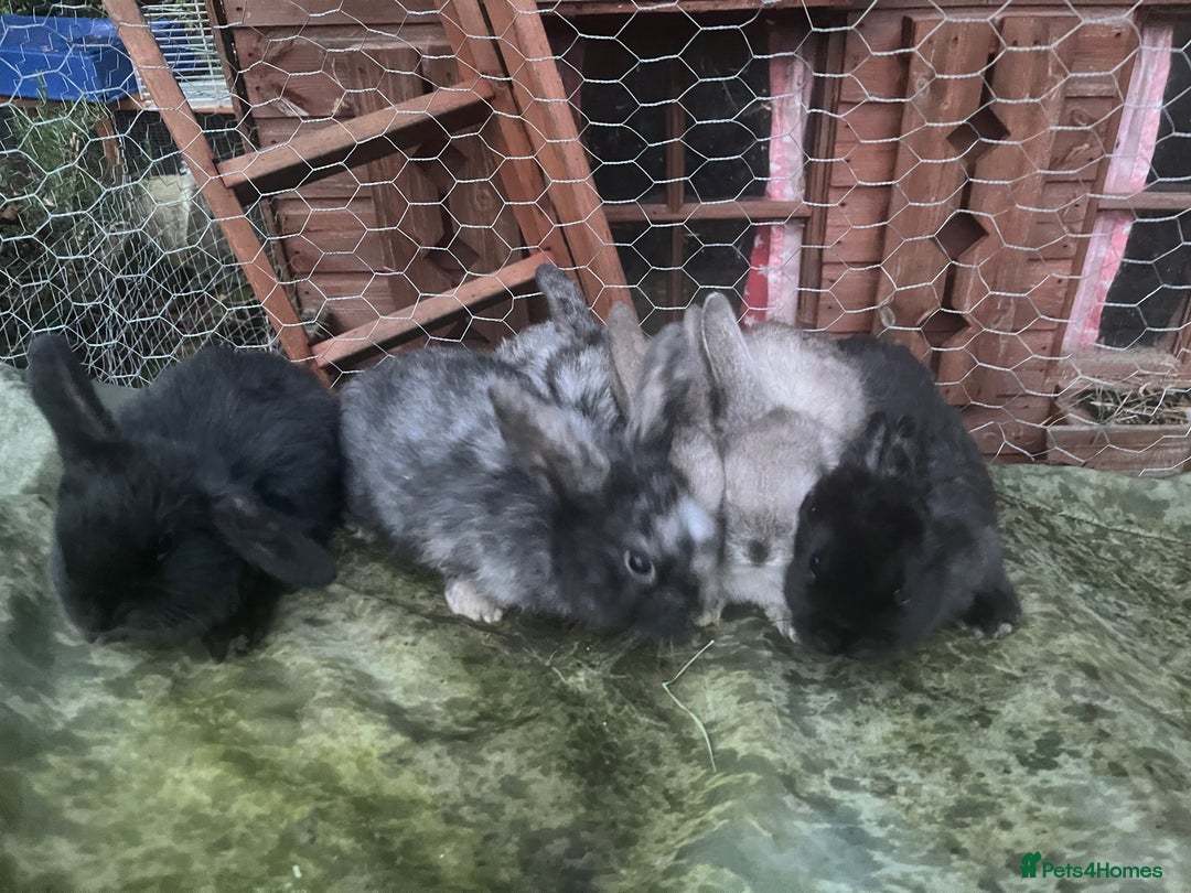 Mini Lop rabbits for sale:  Beautiful mini lop babies - Advert 5