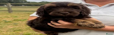 Cockapoo 2