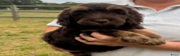 Cockapoo dogs for sale: Stunning F1 Cockapoos looking for 5⭐️ homes!  - Advert 11