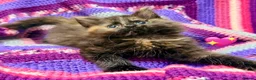 Mixed Breed cats for sale: 💖 MAINE COON X RAGDOLL *PARENTS HEALTH TESTED* 💖 - Advert 13
