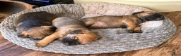 Border Terrier dogs for sale: KCR Border Terrier puppies  - Advert 4