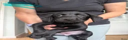 Labrador Retriever dogs for sale: Labrador Retriever Puppies For Sale - Advert 5