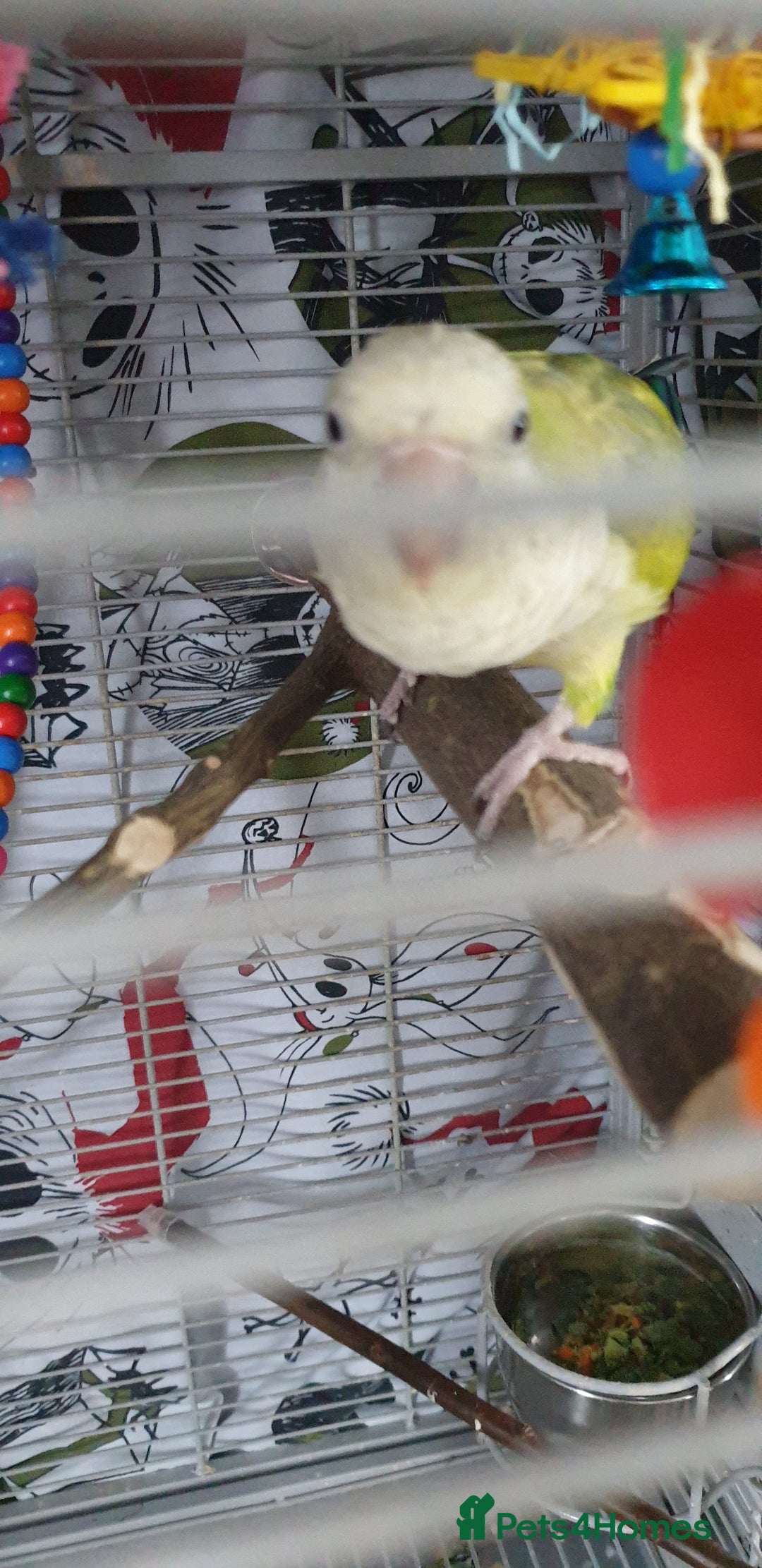 Parakeets birds for sale: Quaker parrot female - Image 3