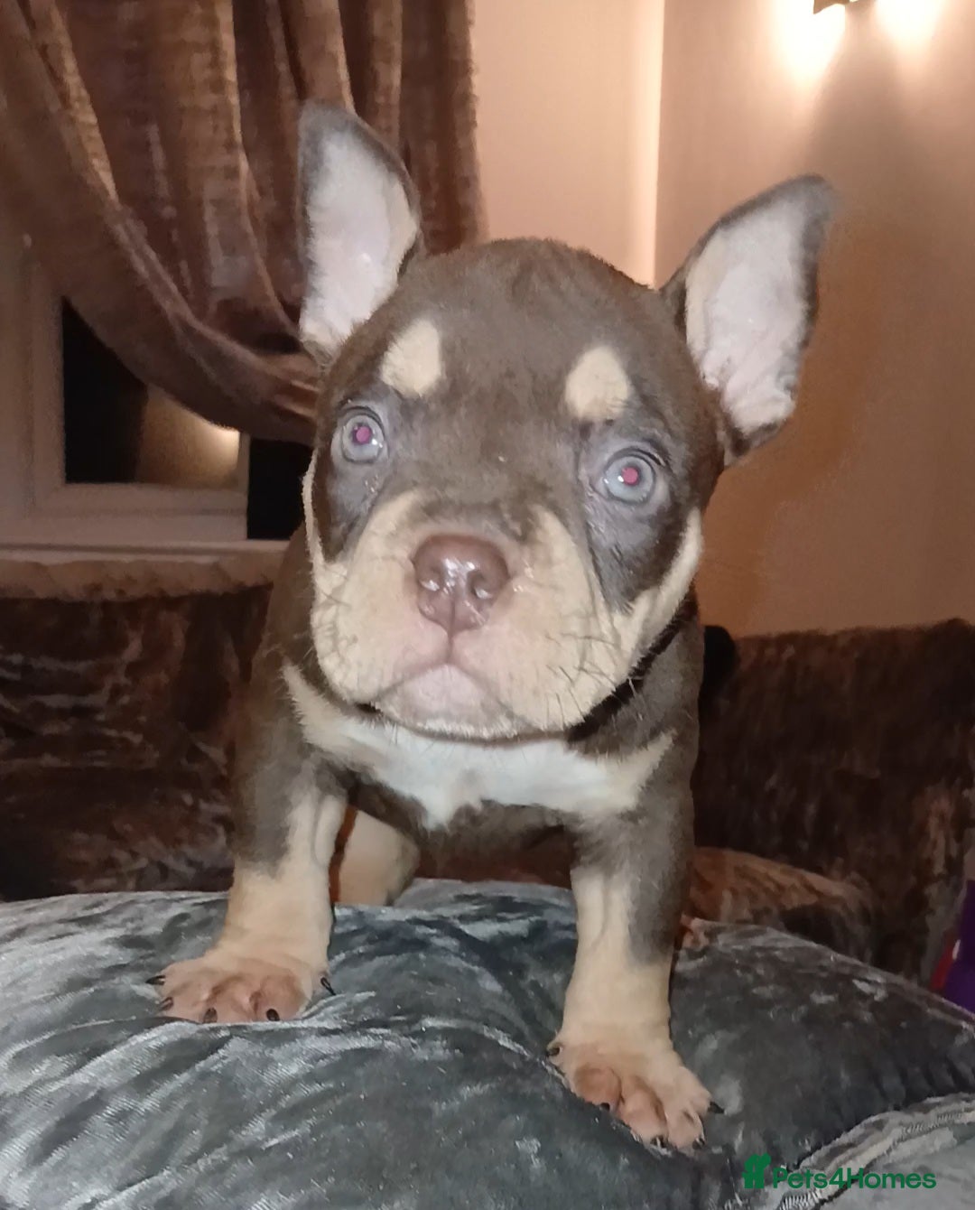 American Bully dogs for sale: ABKC best bloodline Ready to go Pocket Bully  - Advert 4
