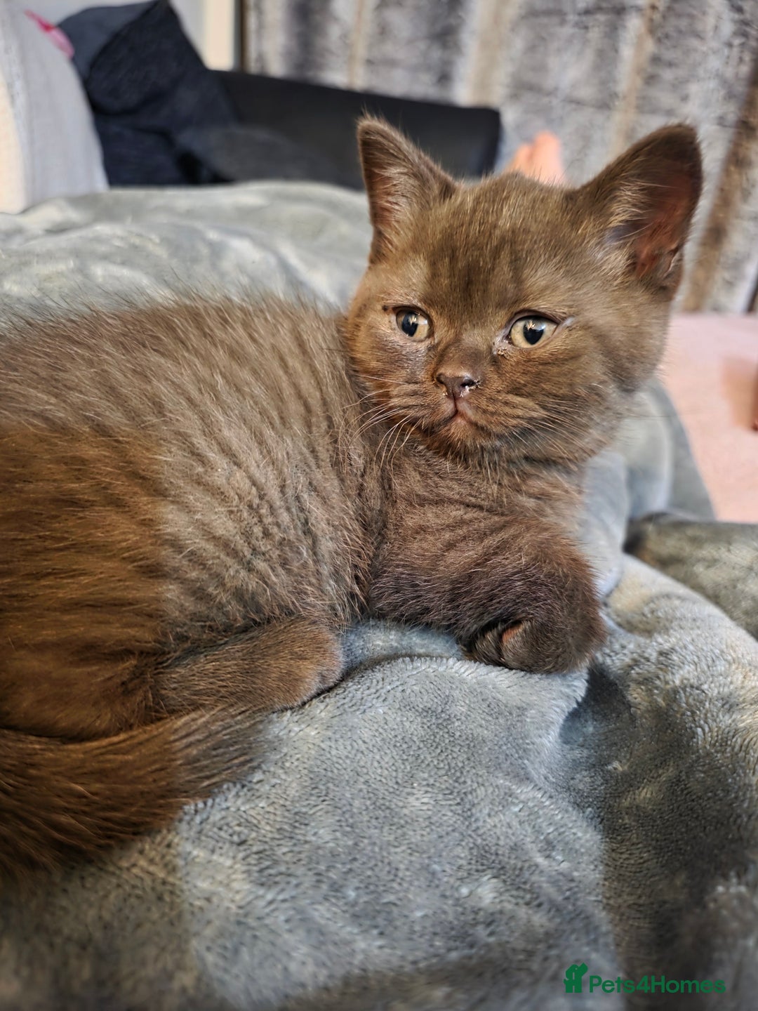 British Shorthair cats for sale: Stunning bsh kittens looking for homes 🏡 - Advert 4