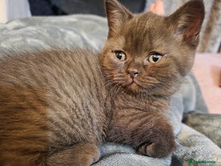 British Shorthair cats - Advert 30