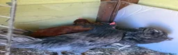 Mixed Breed poultry for sale: Two roosters  - Advert 2