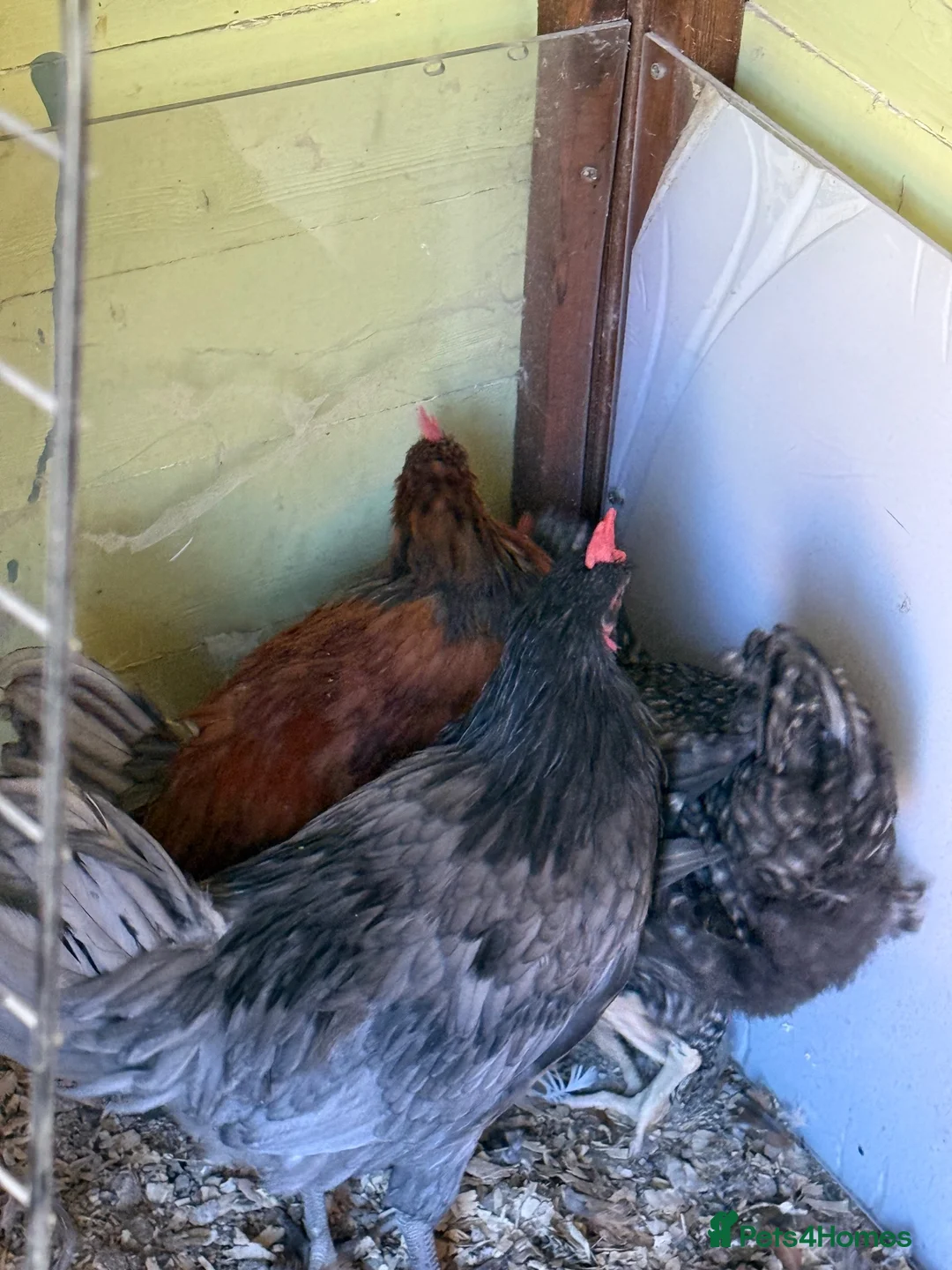 Mixed Breed poultry for sale: Two roosters  - Advert 2
