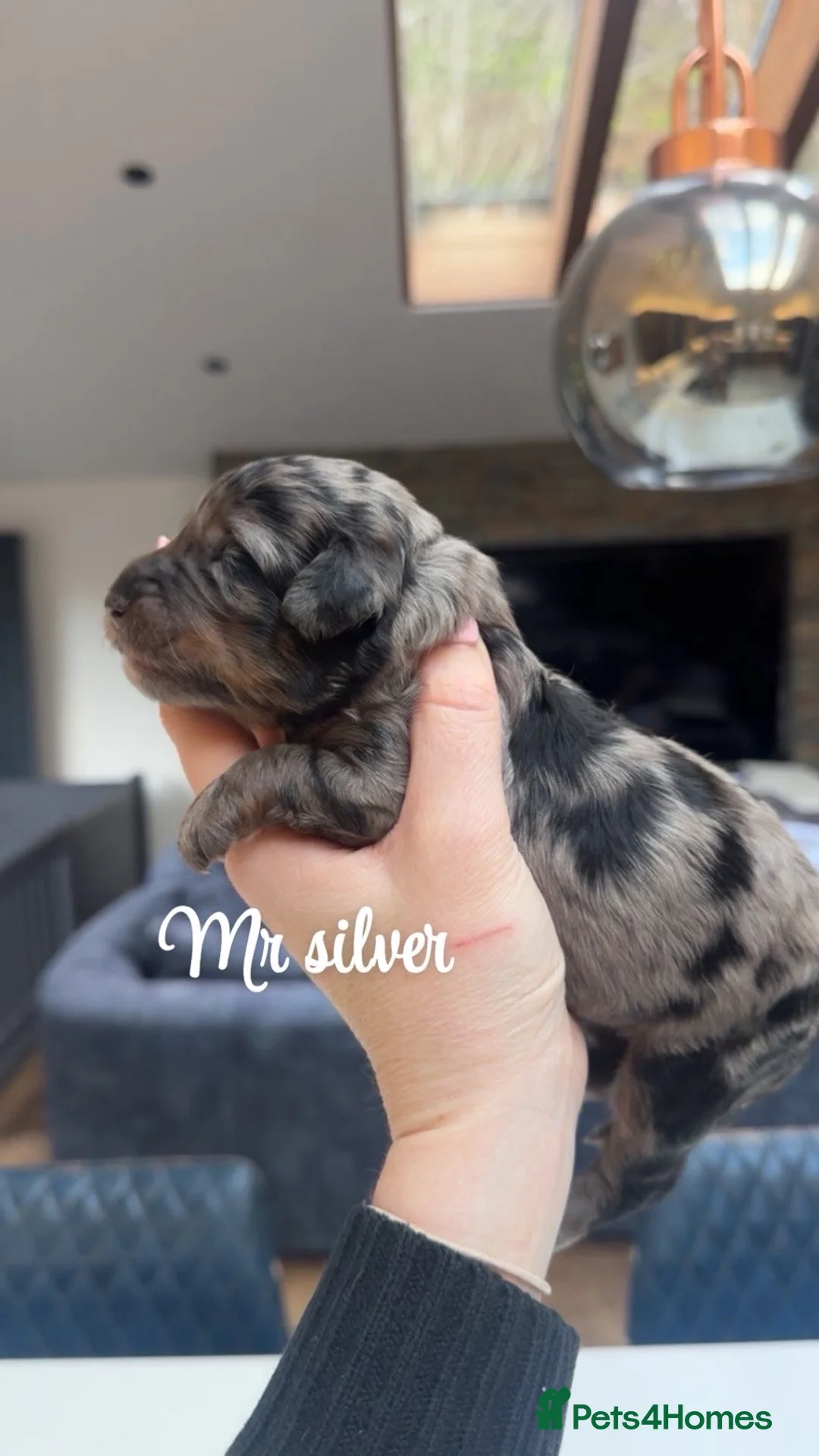 Bernedoodle dogs for sale: Merle, Black & Tan Mini Outstanding Bernedoodles - Advert 5