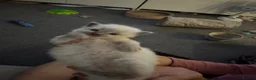 Ragdoll cats for sale: Beautiful sealpoint ragdoll kittens in Cannock - Advert 16