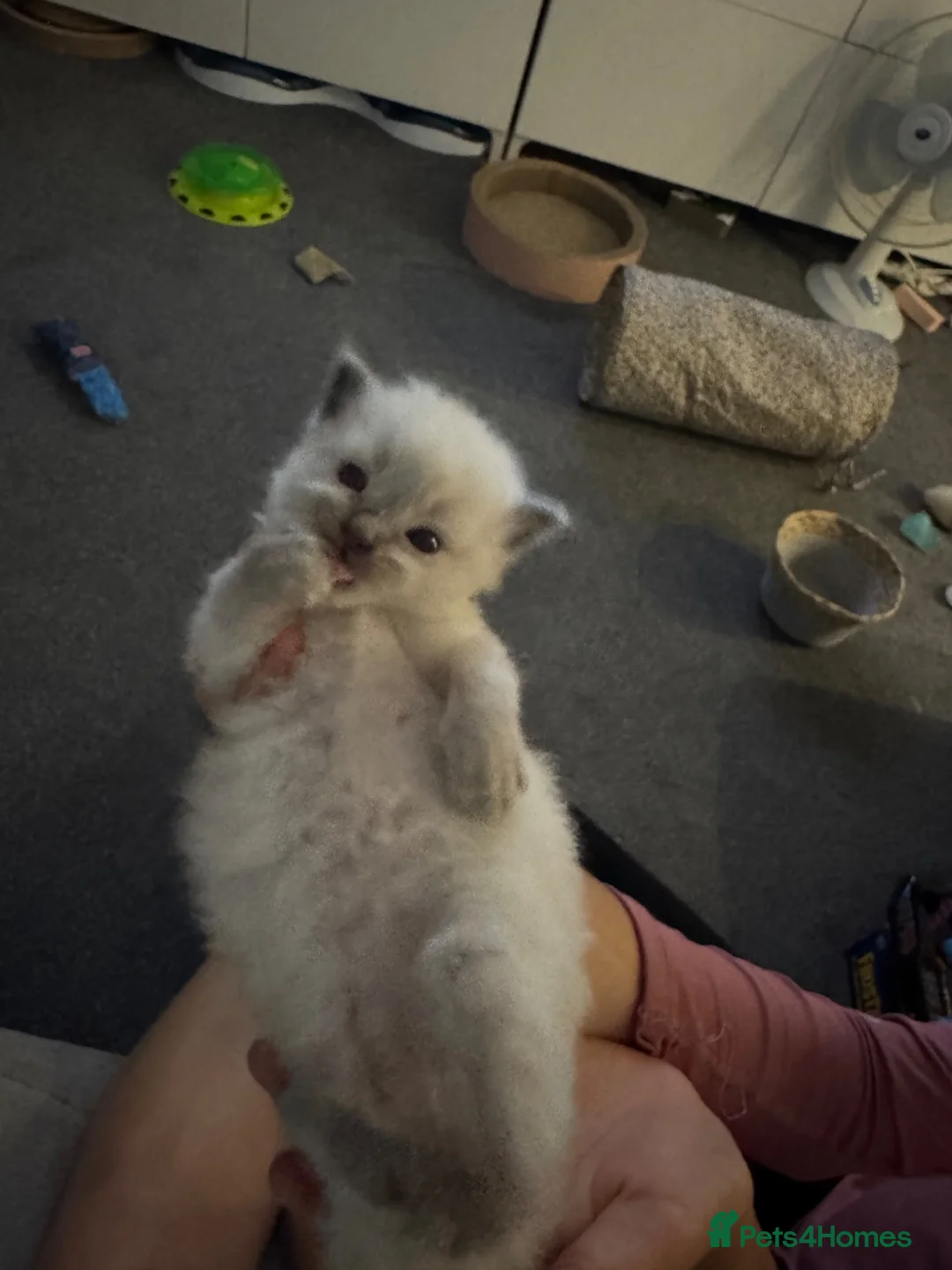 Ragdoll cats for sale: Beautiful sealpoint ragdoll kittens in Cannock - Advert 16