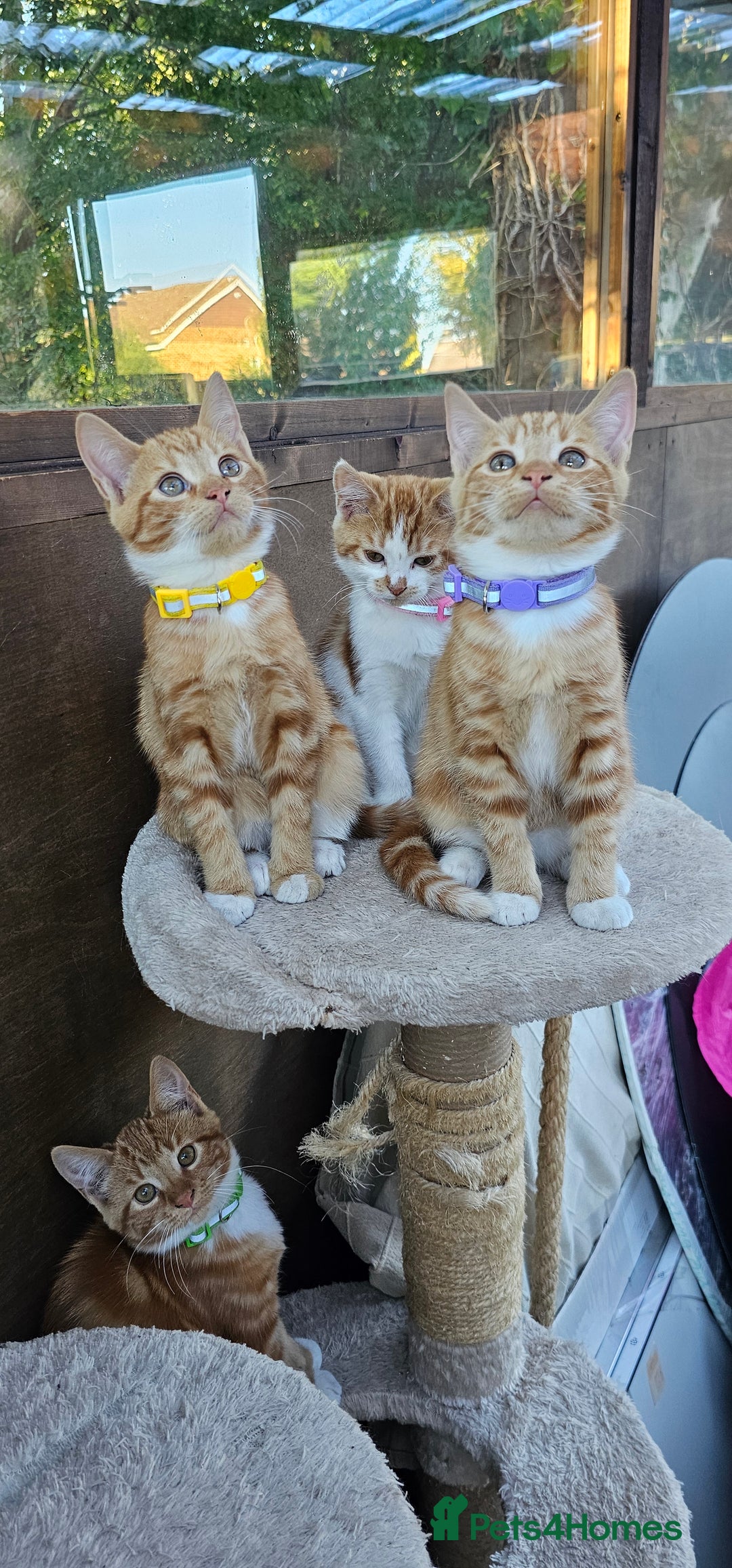 Mixed Breed cats for sale: 4 Ginger Kittens READY FOR A NEW HOME/WEST DRAYTO - Image 18