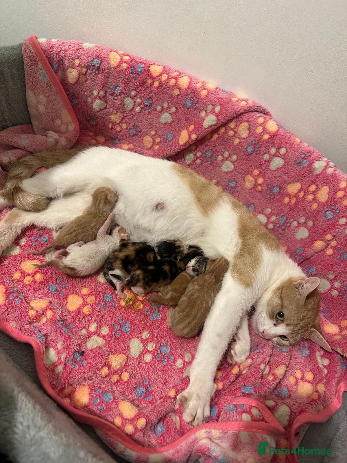 Mixed Breed cats Adorable Kittens Looking for Their Forever Homes  - Advert 1