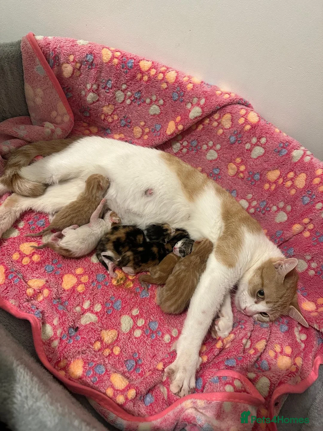 Mixed Breed cats for sale: Adorable Kittens Looking for Their Forever Homes  in Dagenham - Advert 1