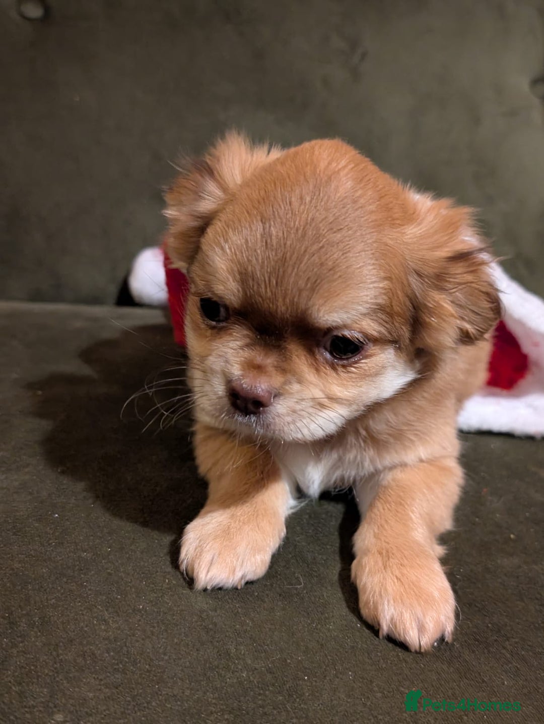 Chihuahua dogs for sale: ONLY 3 BOYS LEFT! pedigree chihuahua puppies - Advert 9