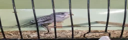 Budgerigars birds for sale: Love birds, java sparrows & paroletts  - Advert 15