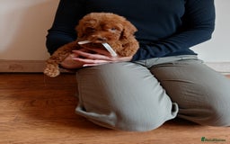 Cockapoo dogs for sale: Cockapoo puppies  - Image 8