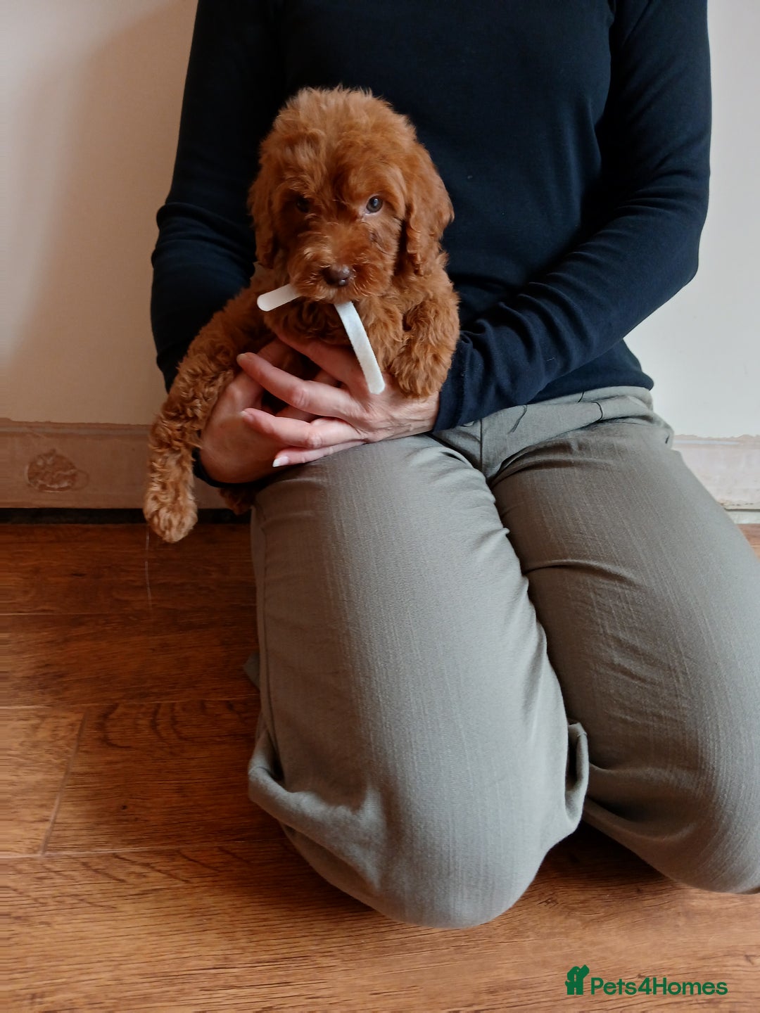 Cockapoo dogs for sale: Cockapoo puppies  - Image 8