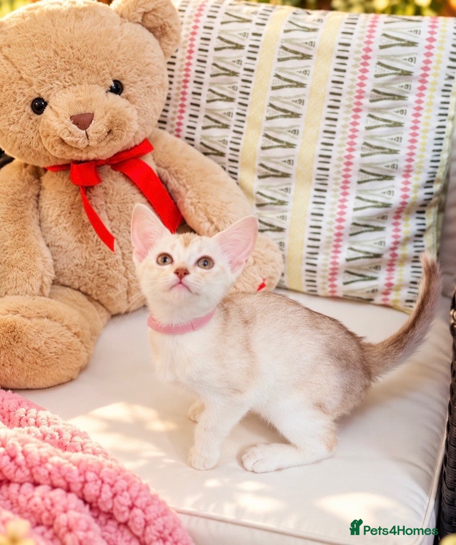 Abyssinian cats for sale: ✨ EXCEPTIONAL CHAMPION LINES – SILVER ABYSSINIAN ✨ - Advert 1