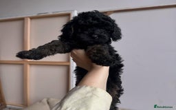 Cockapoo dogs for sale: Beautiful Mini Cockapoo Puppies - Image 8