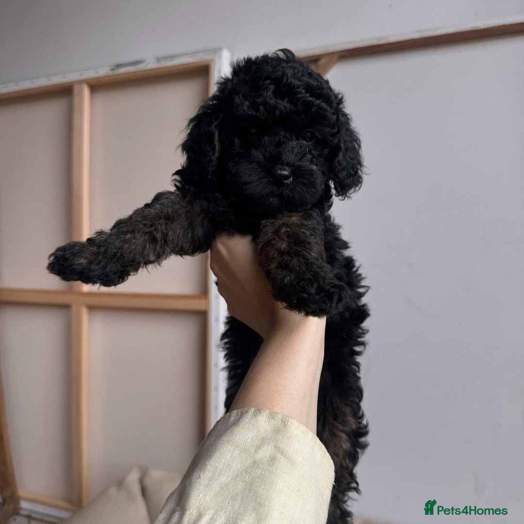 Cockapoo dogs for sale: Beautiful Mini Cockapoo Puppies - Image 8