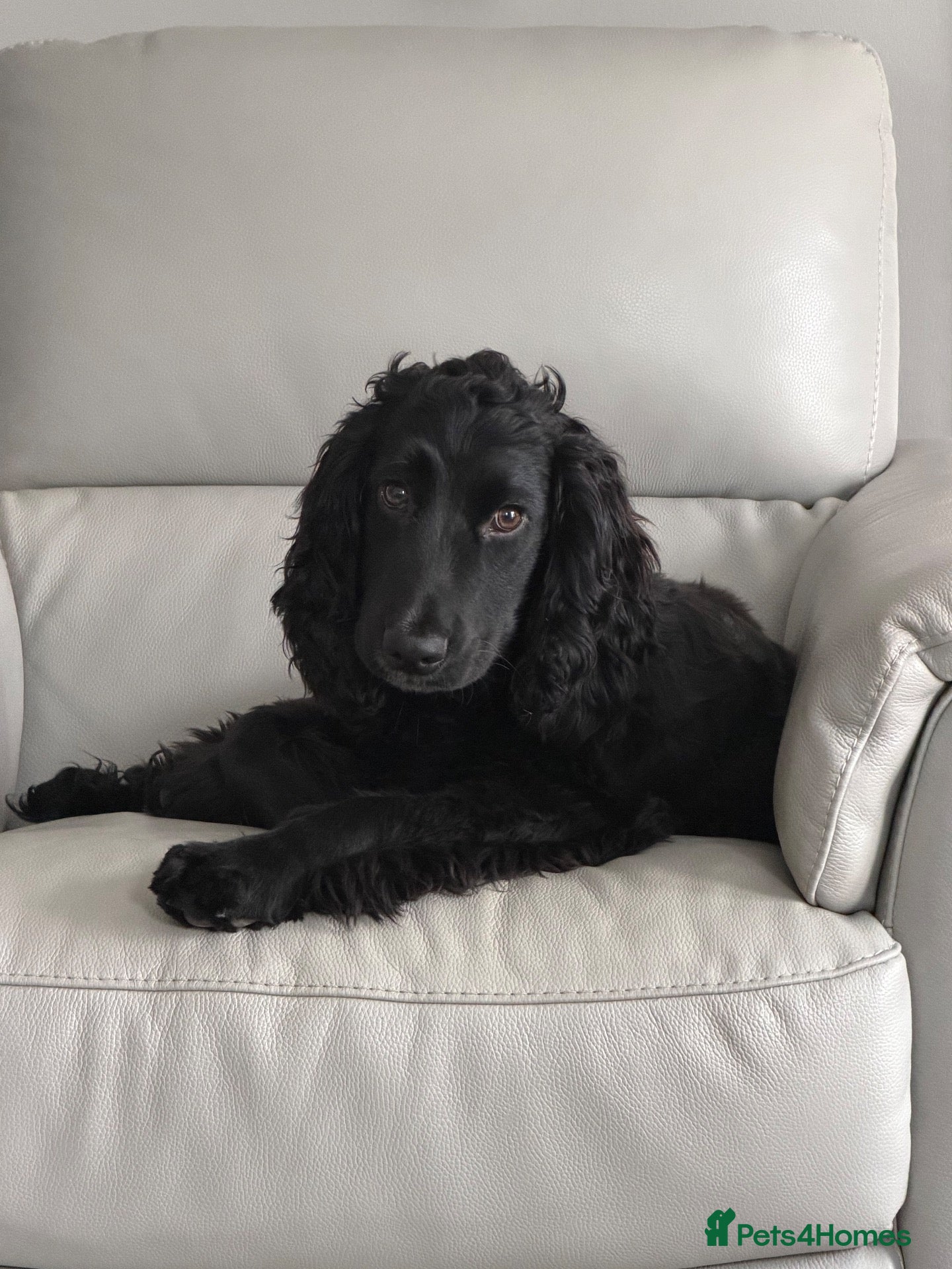 Cocker Spaniel dogs Jaxon - Advert 1