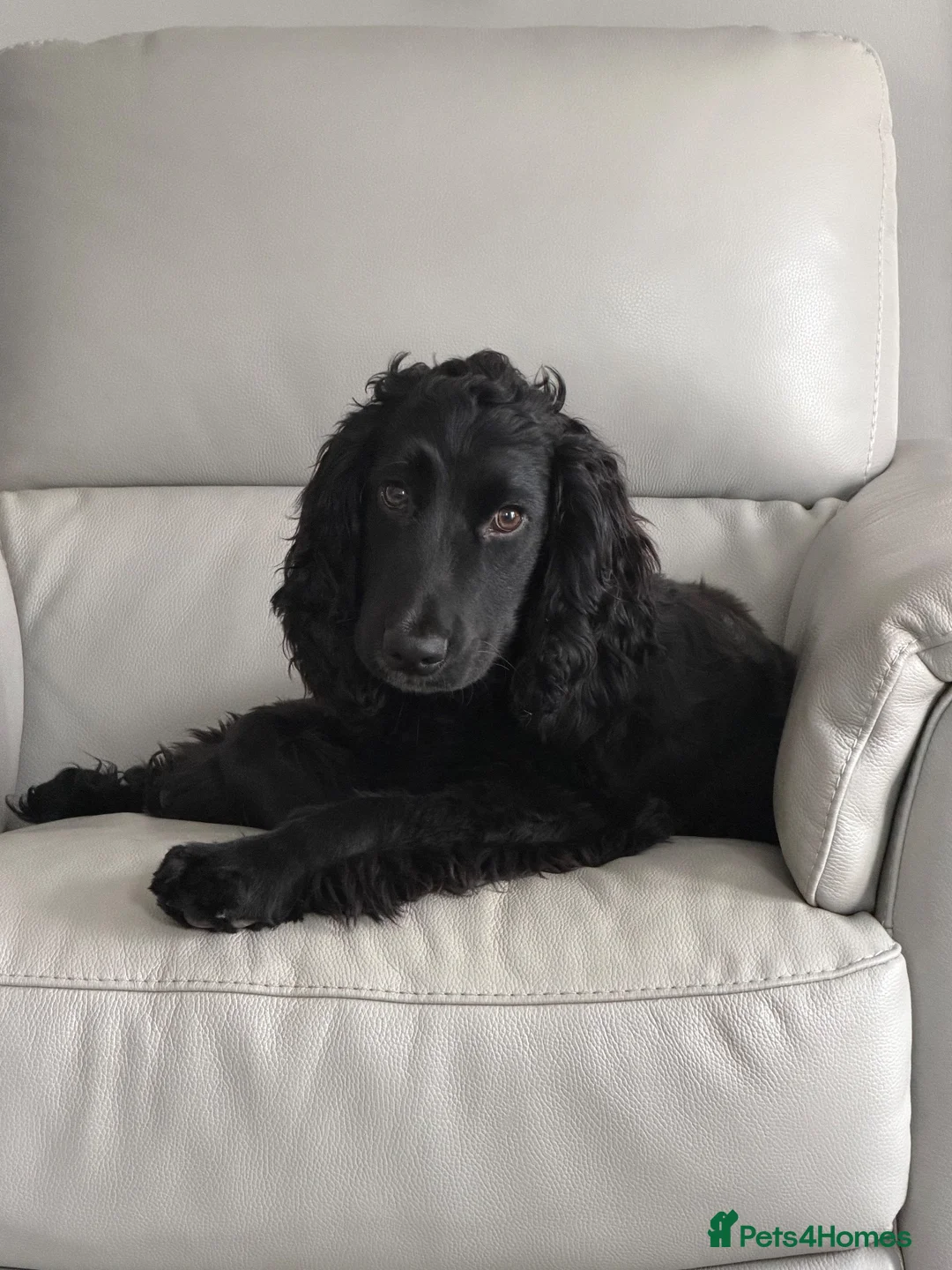 Cocker Spaniel dogs for sale: Jaxon - Advert 1