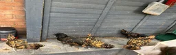 Chickens poultry for sale: Polish Pullets 16 weeks  - Advert 4