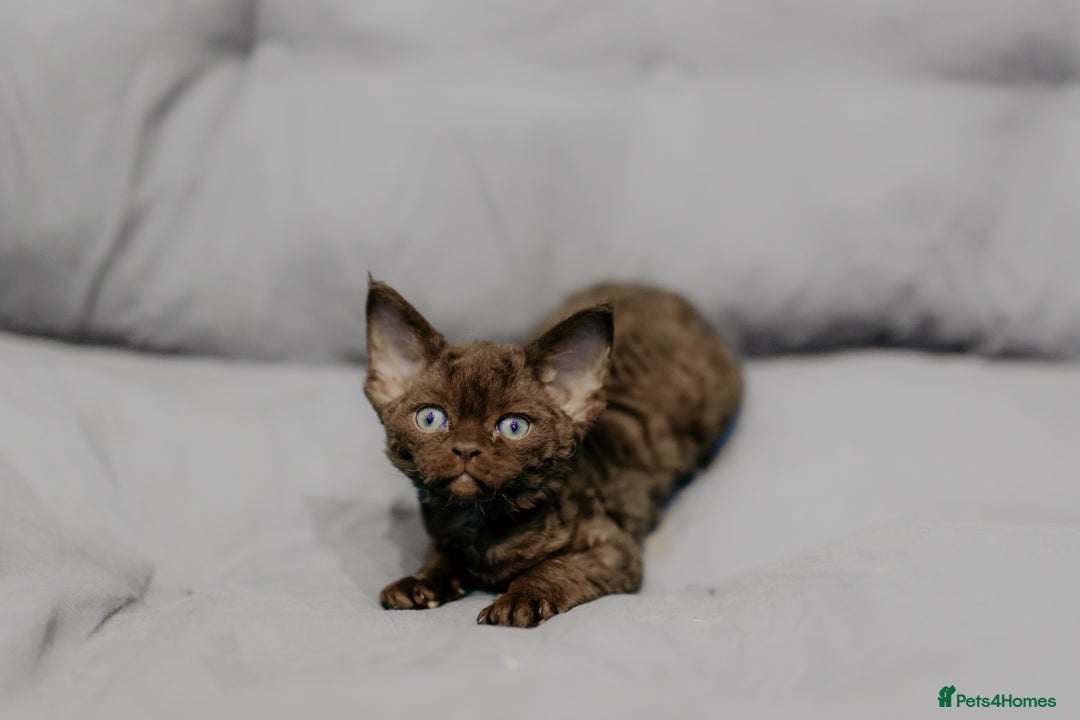Devon Rex cats for sale: Adorable GCCF Registered DevonRex Kittens FOR SALE - Advert 31