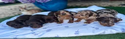 Dachshund dogs for sale: Beautiful Dachshunds  in Gloucester - Advert 12
