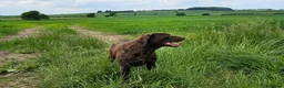 Labrador Retriever dogs for sale: BEAUTIFUL 6 YEAR OLD CHOCOLATE LABRADOR - Advert 7