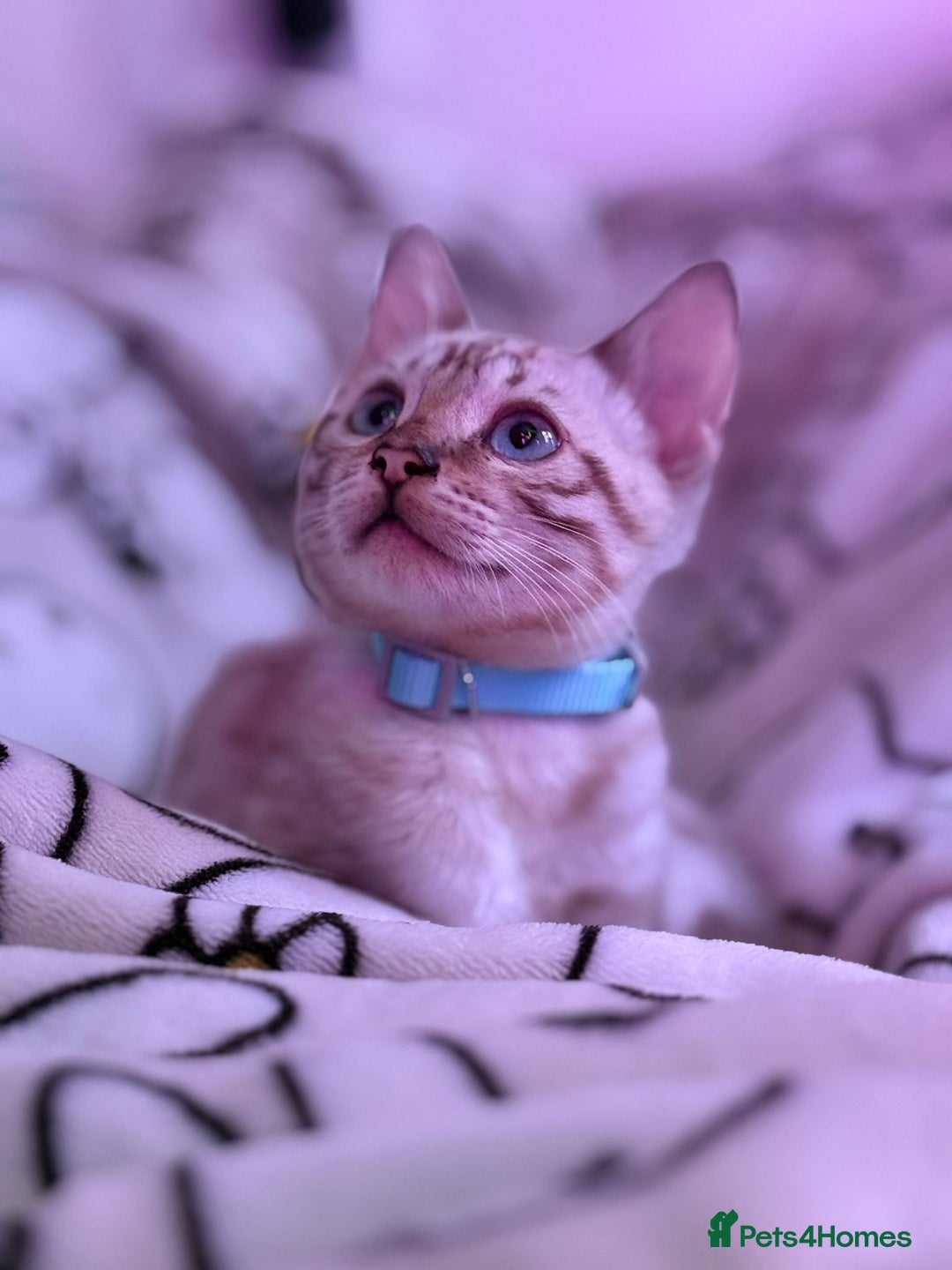 Bengal cats for sale: Rehome TICA registered Snow Lynx Bengal Boy - Advert 3