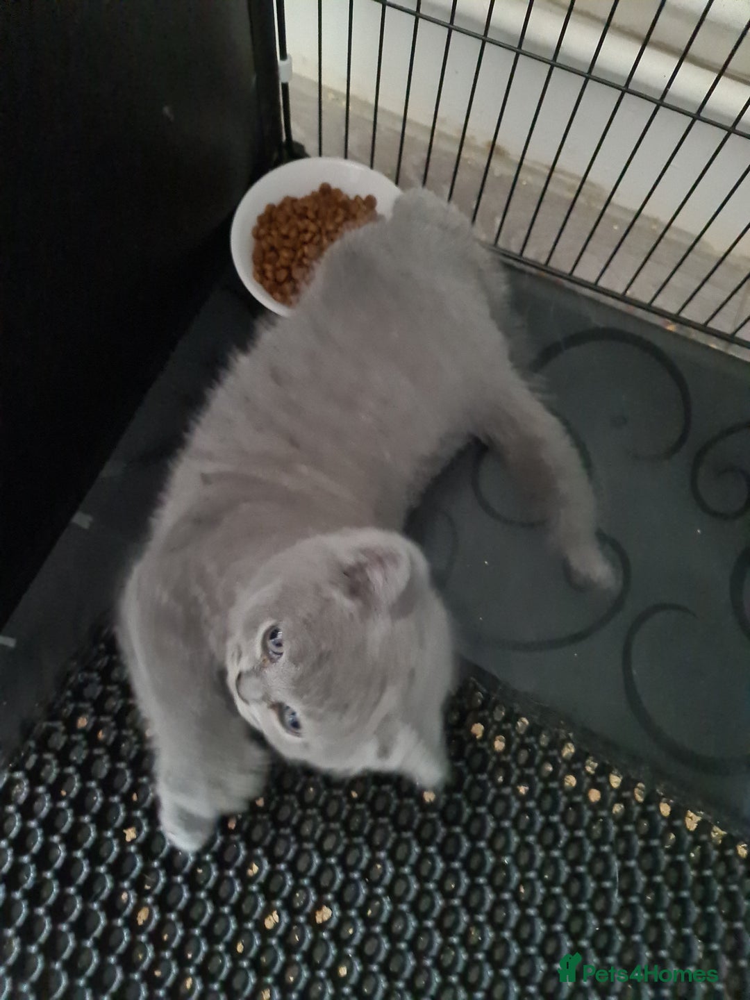 British Shorthair cats for sale: Last kitten available  - Image 7