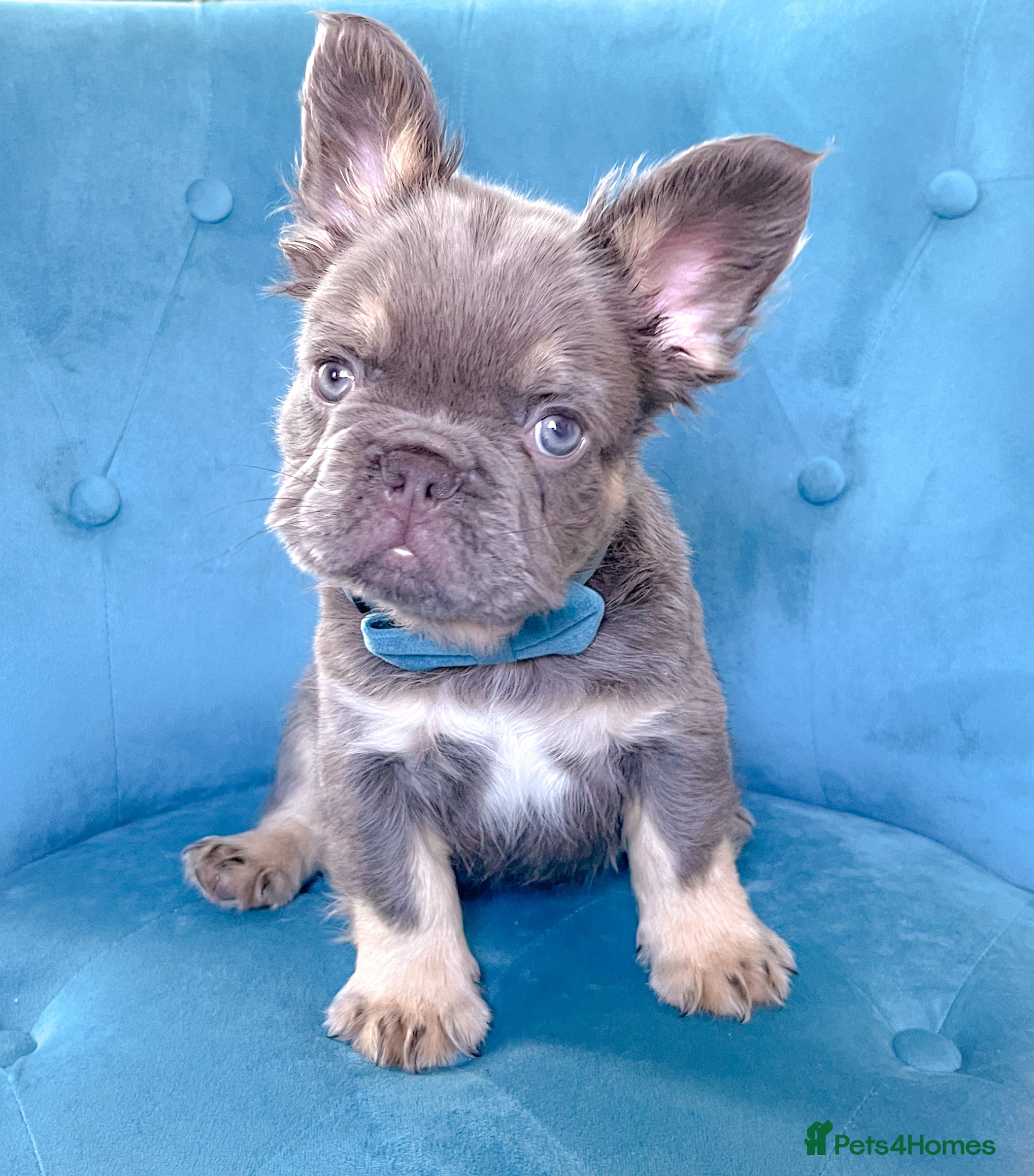 French Bulldog dogs 💎READY TO GO GIRLS&BOYS💎 - Advert 10