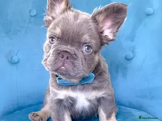 French Bulldog dogs 💎READY TO GO GIRLS&BOYS💎 - Advert 10