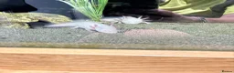 Other/Mixed Breed fish for sale: 2 axolotyls  - Advert 2