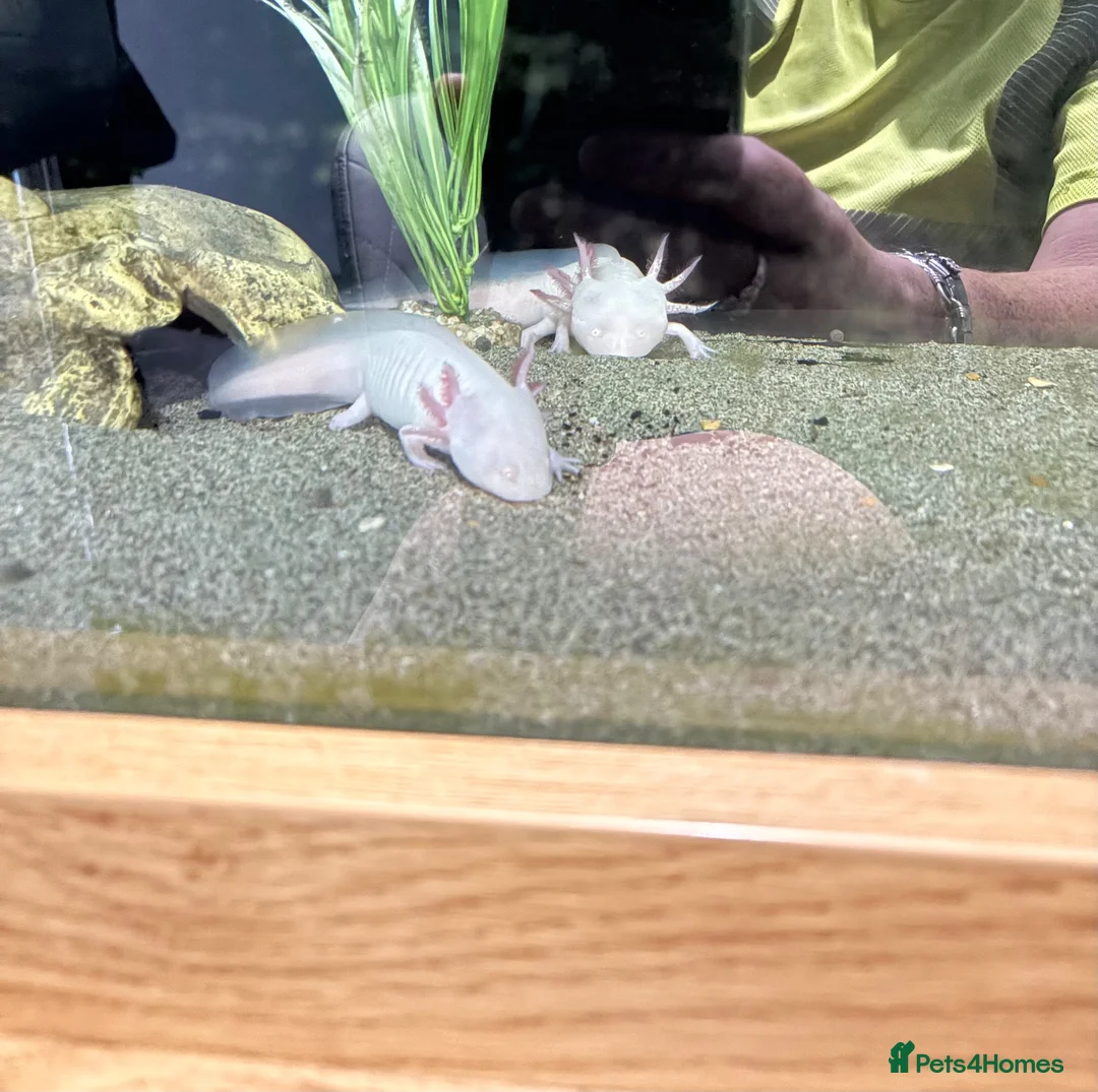 Other/Mixed Breed fish for sale: 2 axolotyls  - Advert 2