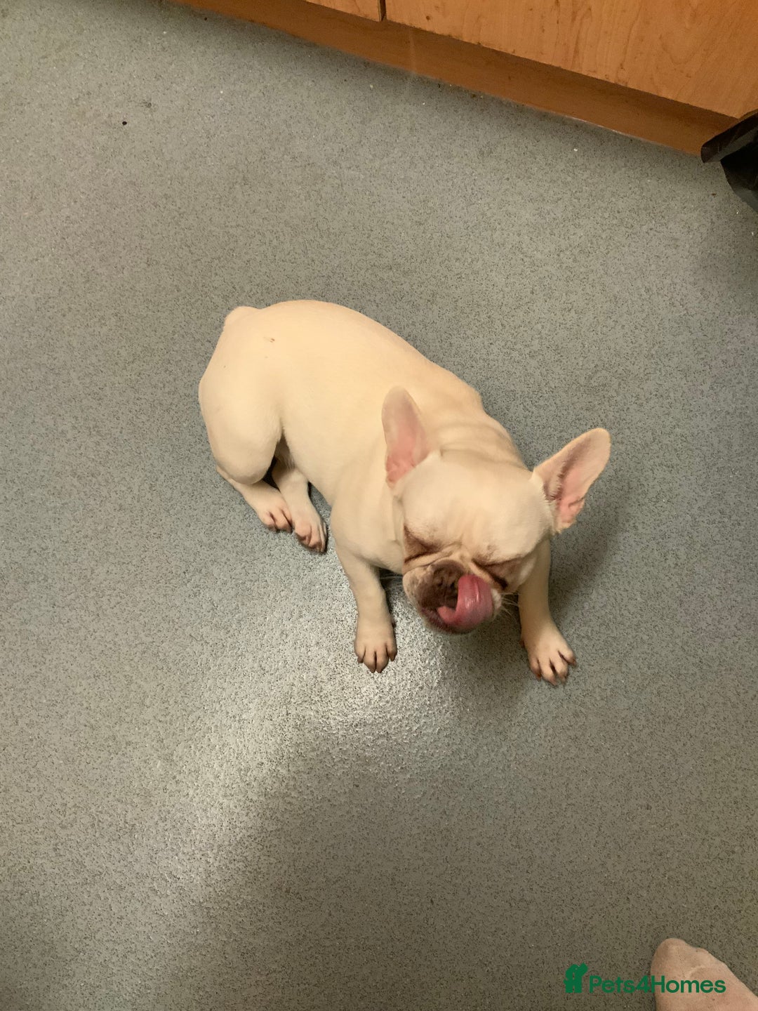 French Bulldog dogs for sale: Female white French bulldog 11 months old  - Image 7