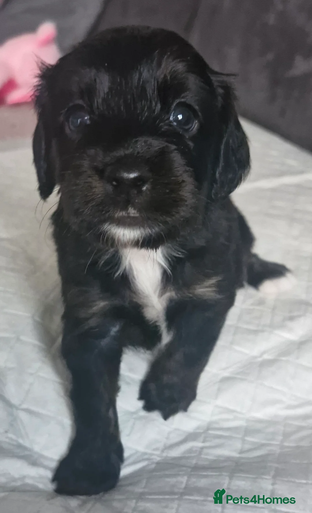 Mixed Breed dogs for sale: Stunning cavapoo x cockapoo litter just born! - Advert 13