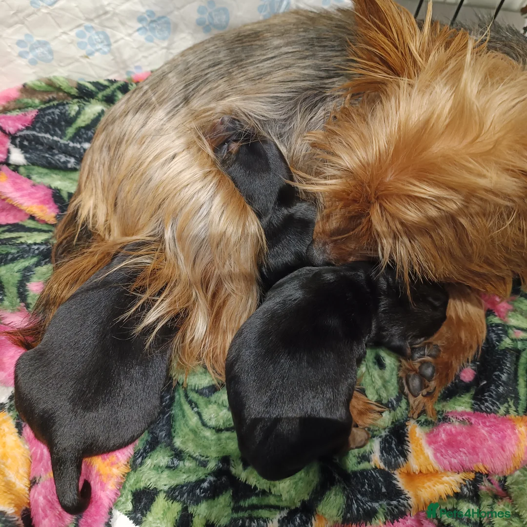 Yorkshire Terrier dogs for sale: Yorkshire terrier puppies  in Mansfield - Advert 9