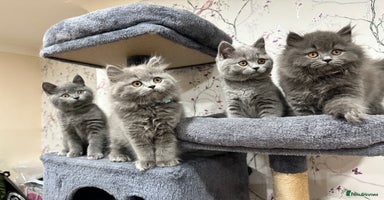 British Shorthair cats - Advert 15
