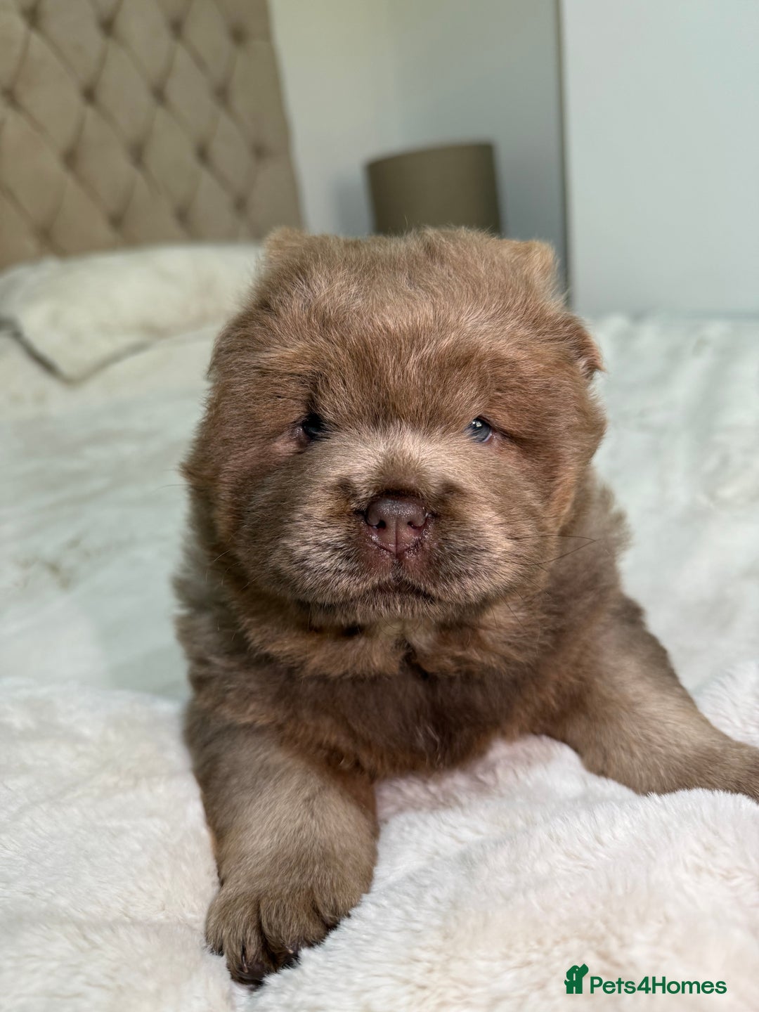 Chow Chow dogs for sale: Beautiful chow litter KC registered 🧬💜🍫 - Advert 17