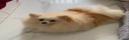 Pomeranian dogs for sale: Beautiful Pomeranian girls - Advert 6