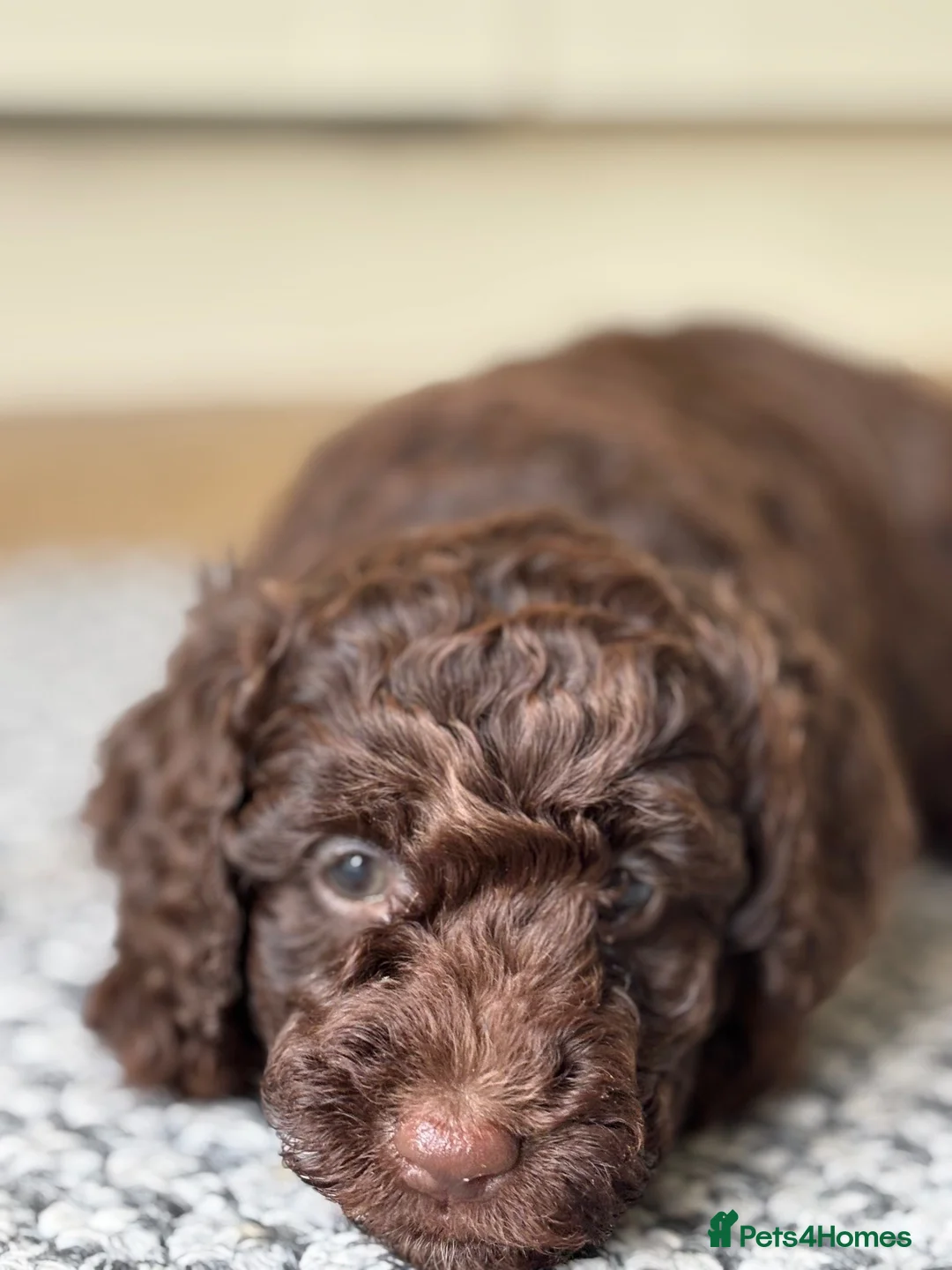 Cockapoo dogs for sale: 🐾 2 COCKAPOO PUPPIES 🐾 in Ilminster - Advert 7