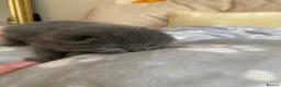 British Shorthair cats for sale: Exclusive Pedigree British Shorthair Kittens - Advert 19