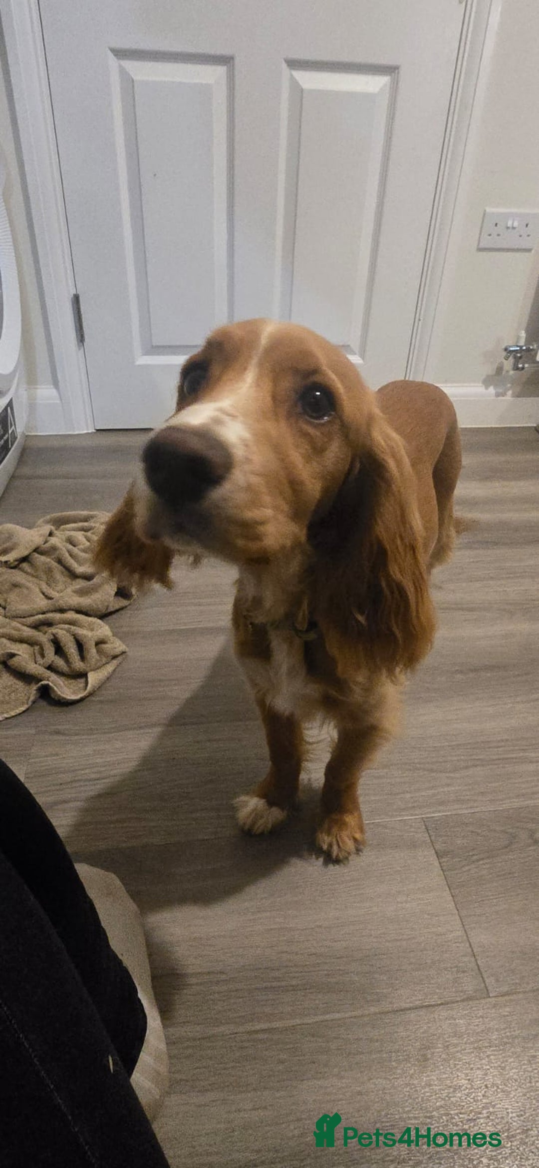 Cocker Spaniel dogs for sale: Red cocker spaniel - Advert 6