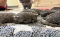 British Shorthair cats for sale: British Blue SH Kittens - Image 4