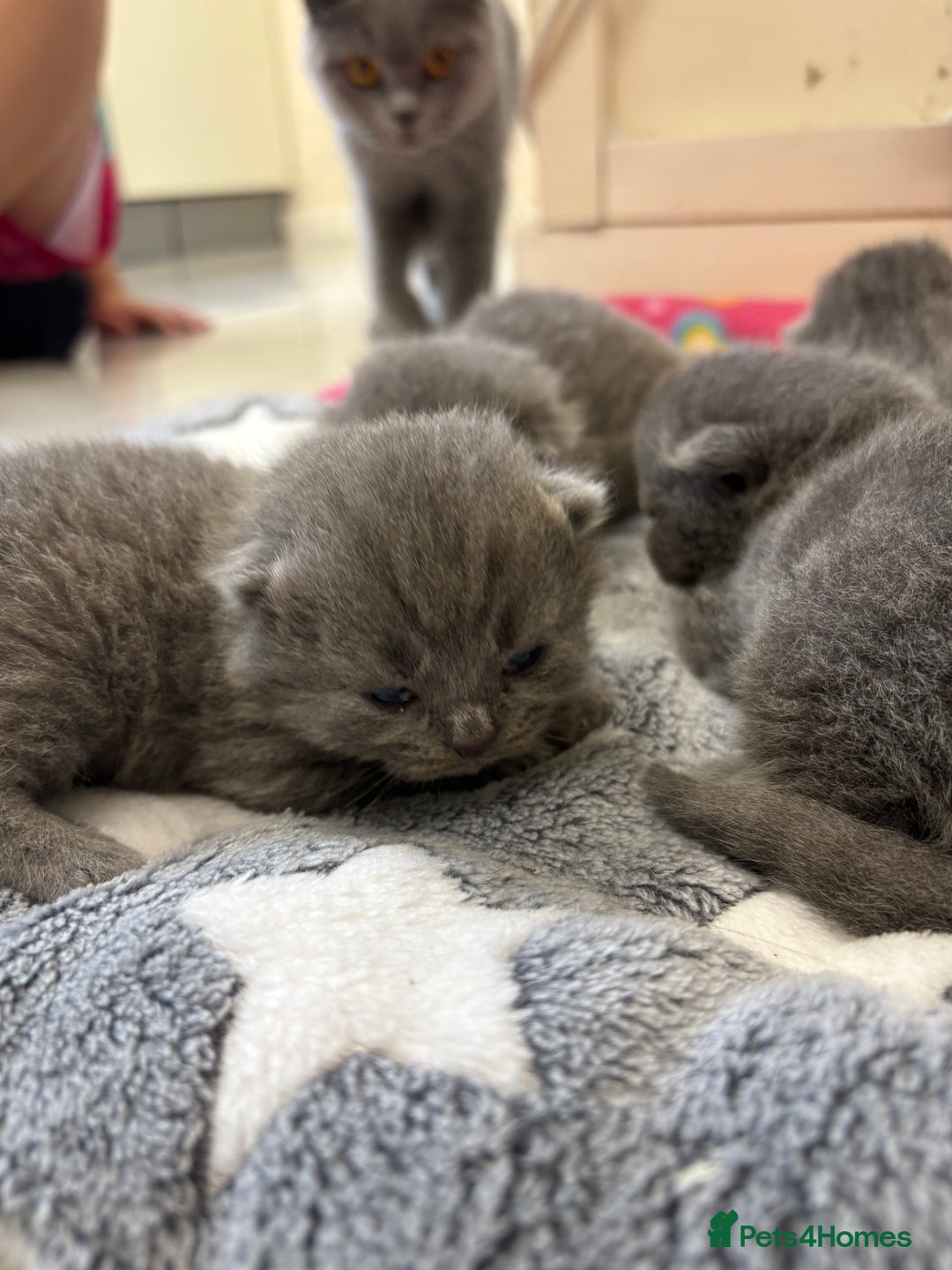 British Shorthair cats for sale: British Blue SH Kittens - Image 4