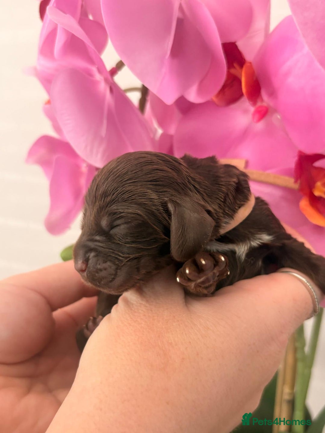 Cocker Spaniel dogs for sale: Stunning litter of show cocker spaniels  - Image 11